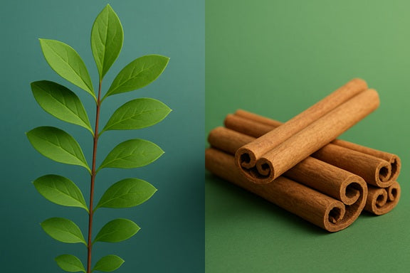 Berberine + Ceylon Cinnamon: Benefits, Dosage, and What Sets Our Formula Apart